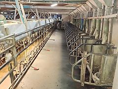 GEA 2x20 gea westfalia 80 gr met voeren