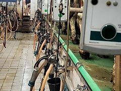Gea Doppel 11er Fischgrätenmelkstand