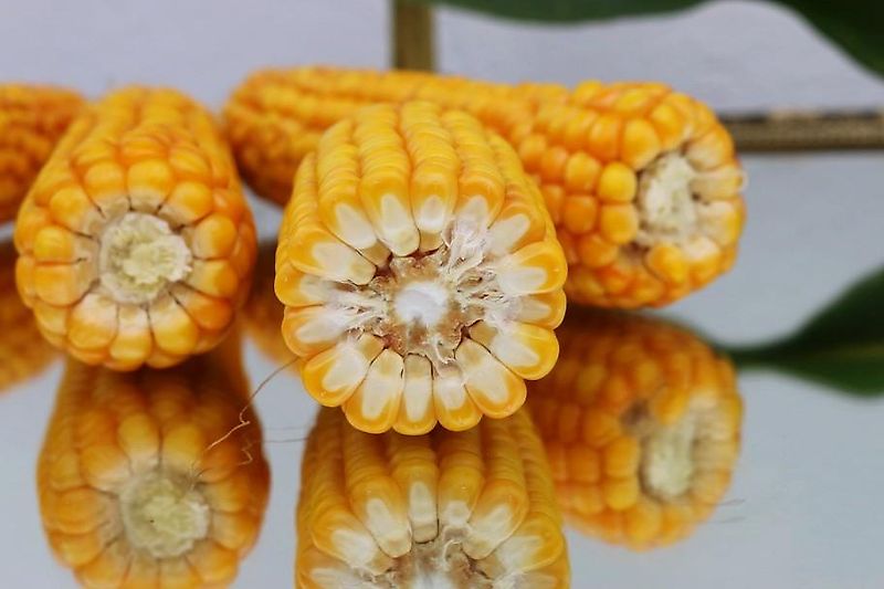 Bressel und Lade Keine Bressel Erdschaufel 245cm Schaufelbreite Schürfleiste Euroaufnahme Euroadapter 2 Mittelstege Schwergutschaufel Ladeschaufel Leichtgutschaufel 245cm Schürfleiste Frabschäden