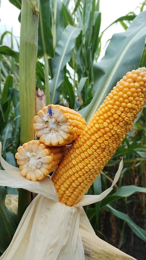 Bressel und Lade Keine Bressel Erdschaufel 245cm Schaufelbreite Schürfleiste Euroaufnahme Euroadapter 2 Mittelstege Schwergutschaufel Ladeschaufel Leichtgutschaufel 245cm Schürfleiste Frabschäden