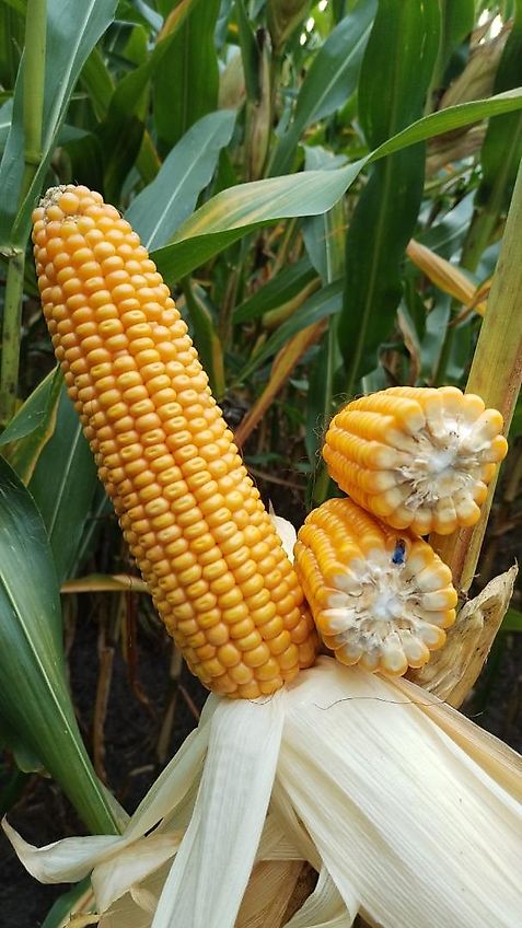 Bressel und Lade Keine Bressel Erdschaufel 245cm Schaufelbreite Schürfleiste Euroaufnahme Euroadapter 2 Mittelstege Schwergutschaufel Ladeschaufel Leichtgutschaufel 245cm Schürfleiste Frabschäden