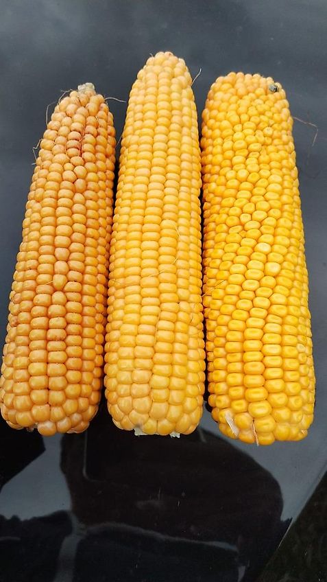 Bressel und Lade Keine Bressel Erdschaufel 245cm Schaufelbreite Schürfleiste Euroaufnahme Euroadapter 2 Mittelstege Schwergutschaufel Ladeschaufel Leichtgutschaufel 245cm Schürfleiste Frabschäden